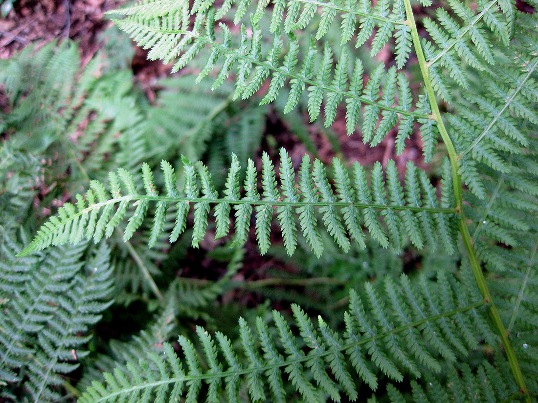 Image of Athyrium filix-femina specimen.