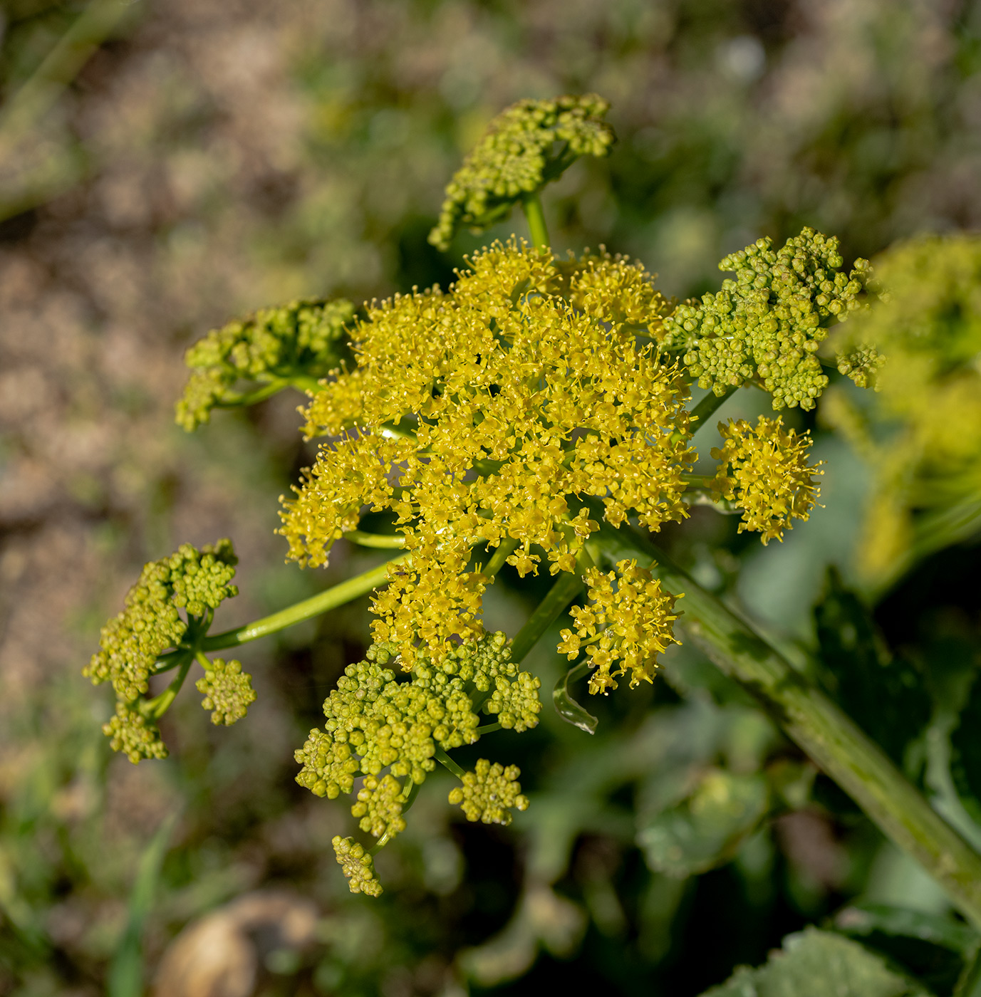 Image of Ferula kokanica specimen.