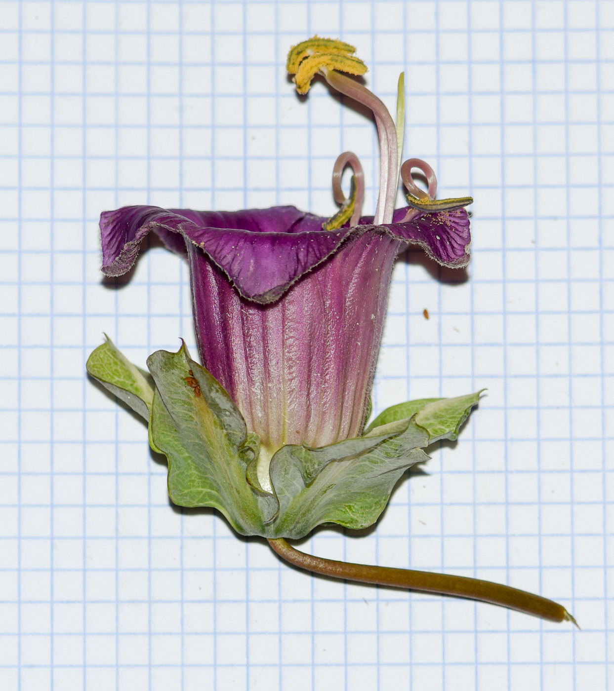 Image of Cobaea scandens specimen.