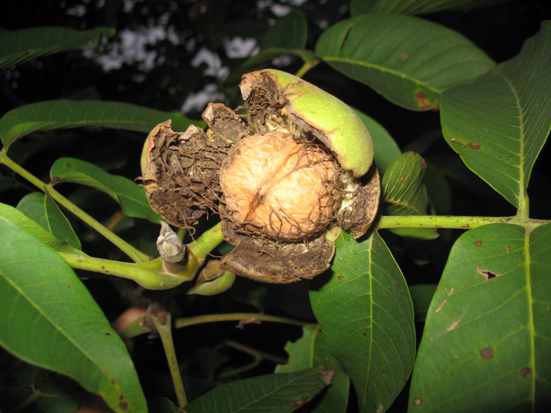 Image of Juglans regia specimen.