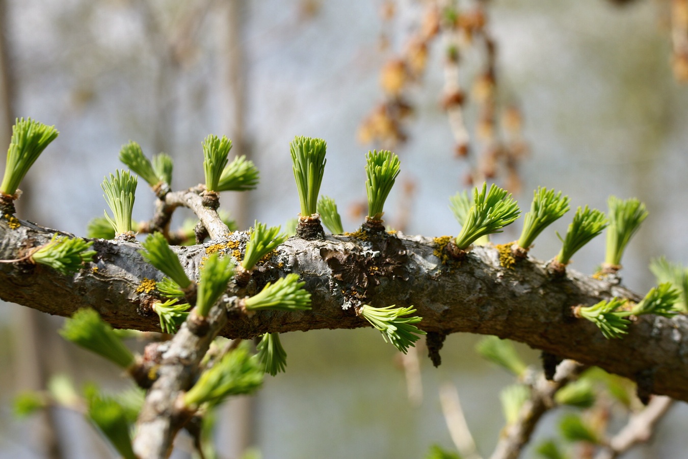 Изображение особи Larix sukaczewii.