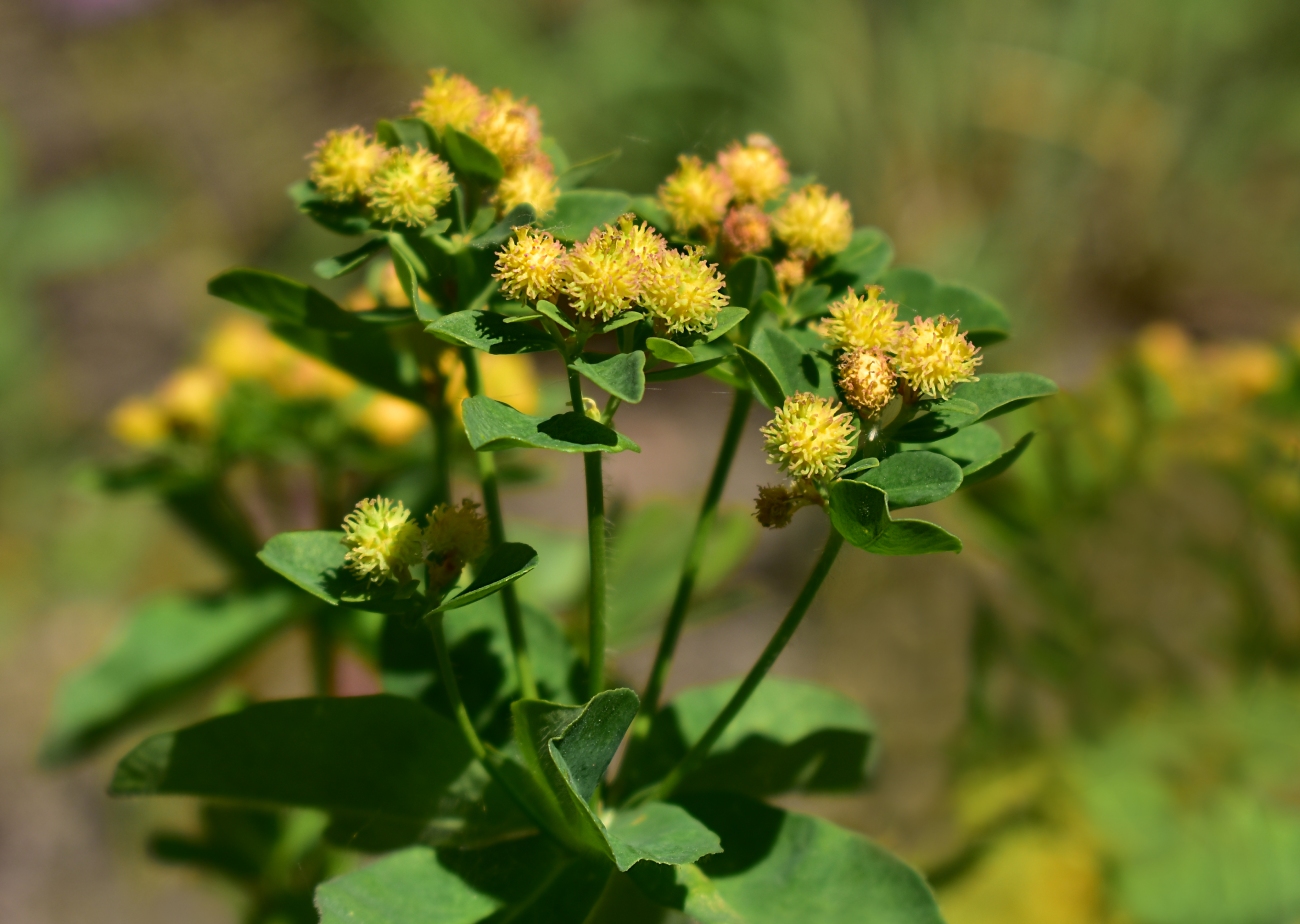 Image of Euphorbia epithymoides specimen.