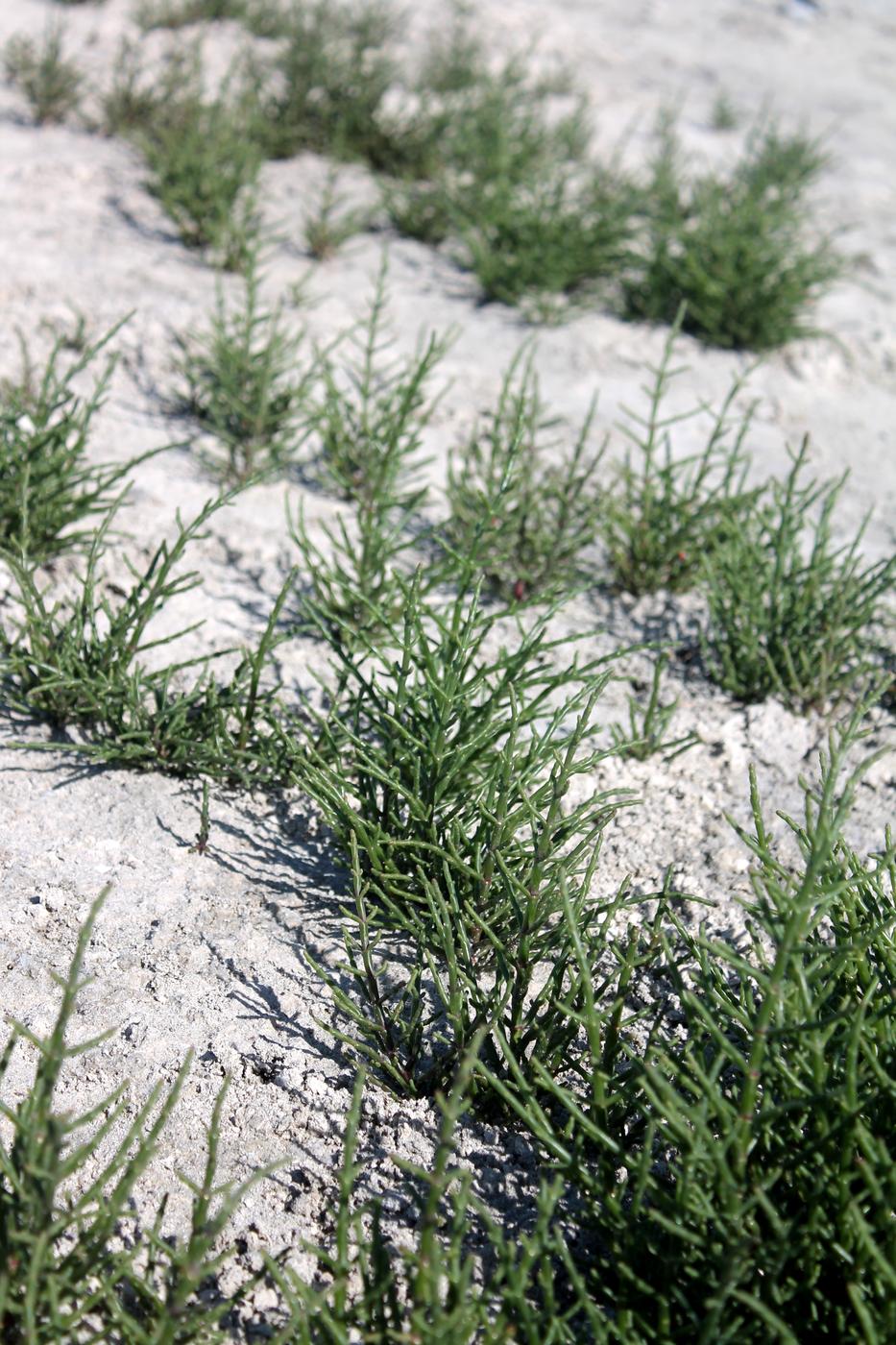 Изображение особи Salicornia perennans.