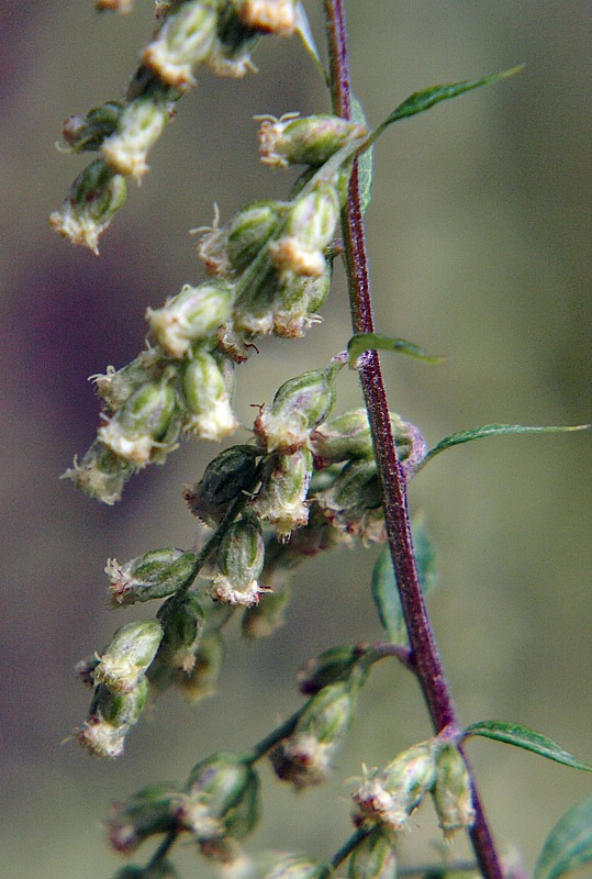 Image of genus Artemisia specimen.