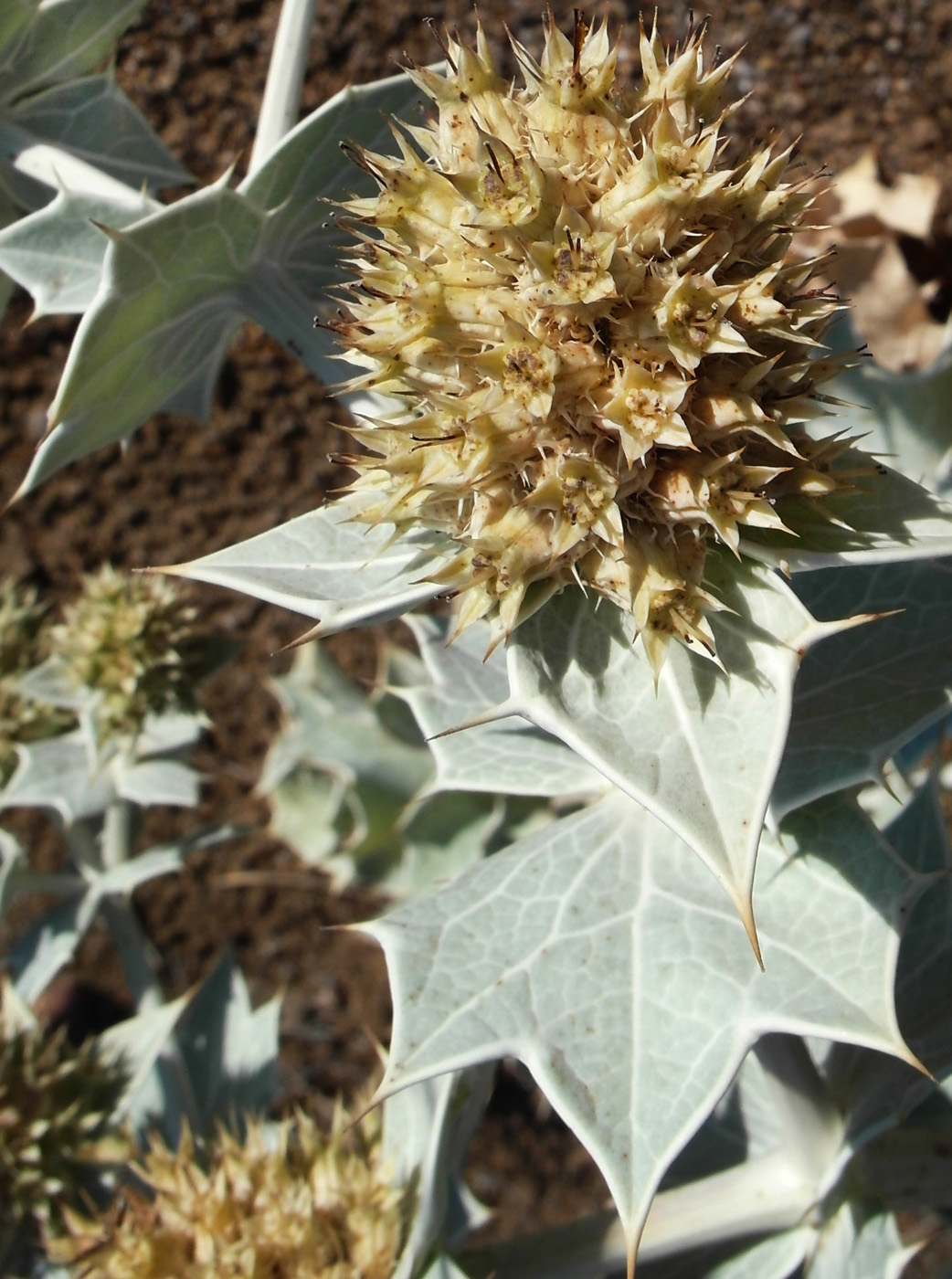 Изображение особи Eryngium maritimum.