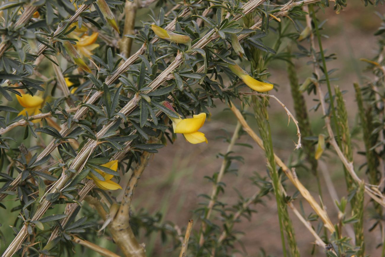 Image of Caragana pygmaea specimen.