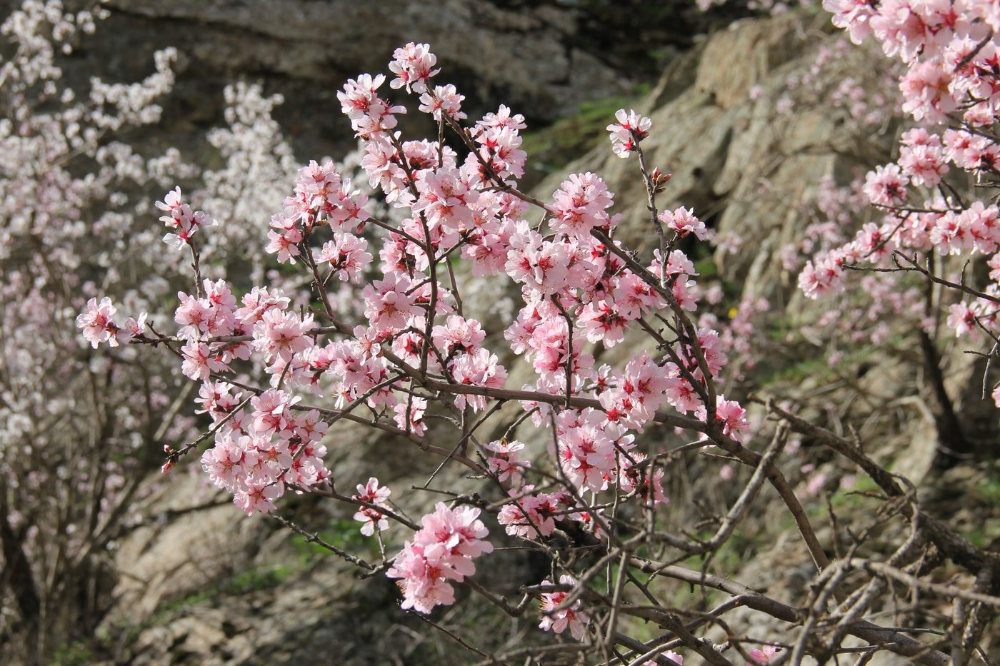 Image of Amygdalus bucharica specimen.