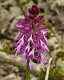 Orchis × angusticruris hybrid subspecies transcaucasica. Соцветие. Азербайджан, Шемахинский р-н, широколиственный лес. 20.04.2010.