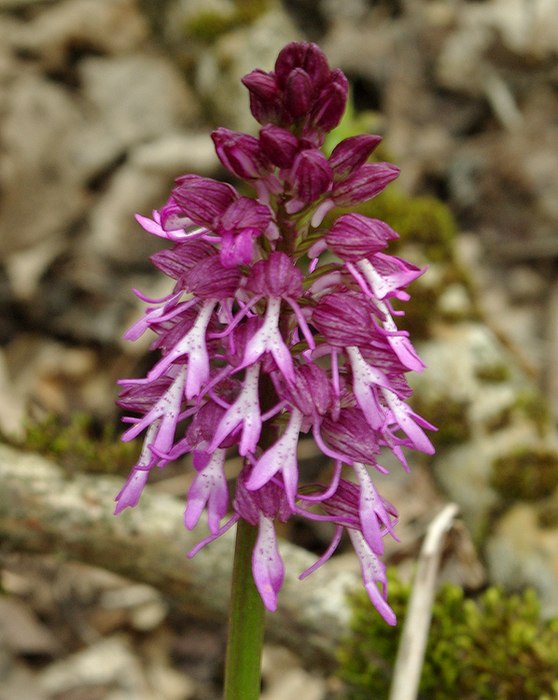 Image of Orchis &times; angusticruris nothosubsp. transcaucasica specimen.