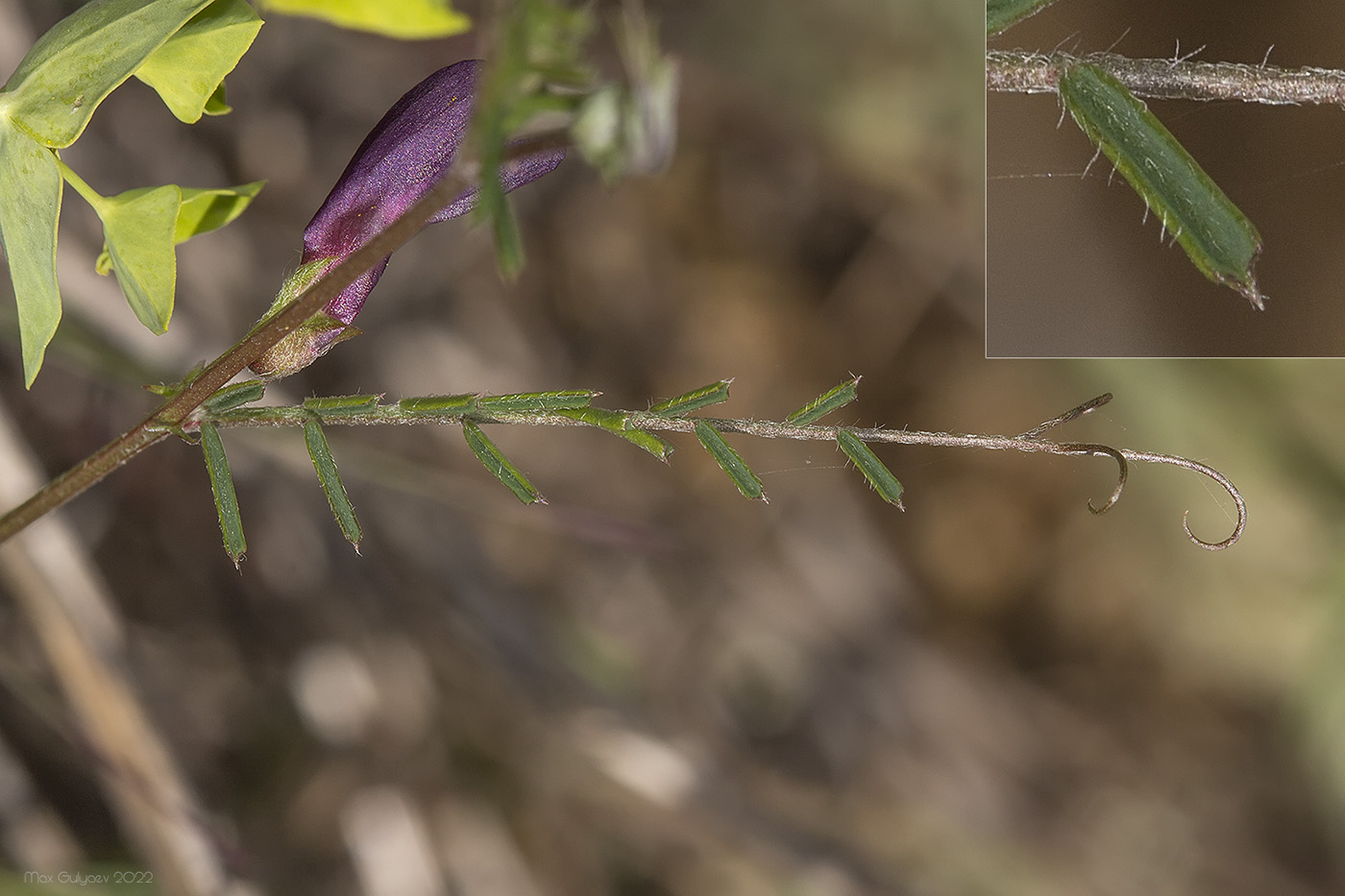 Image of Vicia peregrina specimen.