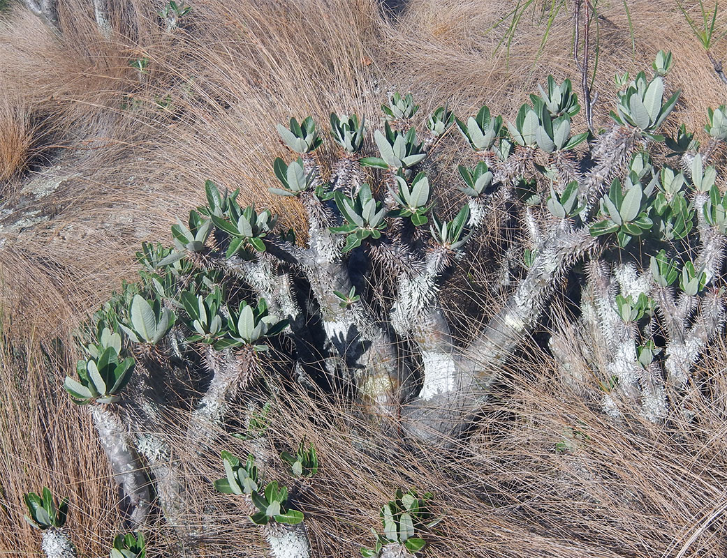 Изображение особи Pachypodium rosulatum.