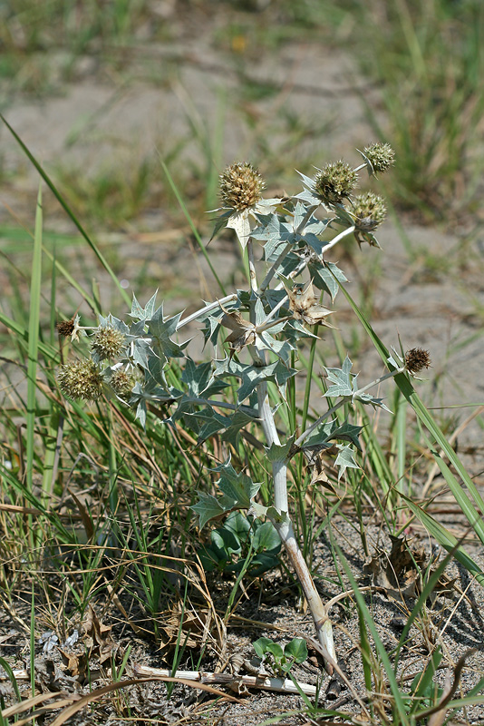 Изображение особи Eryngium maritimum.