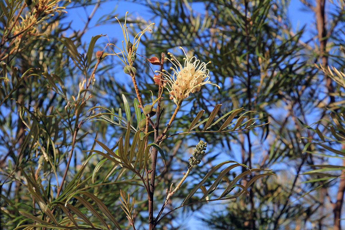 Изображение особи род Grevillea.