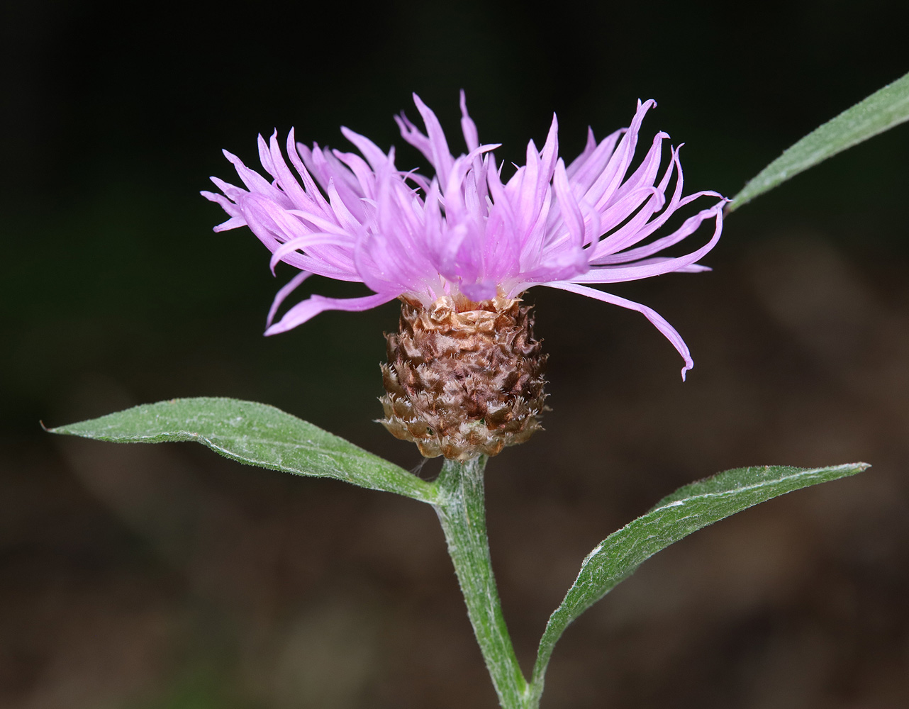 Image of Centaurea jacea specimen.