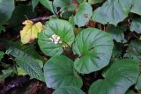 genus Begonia