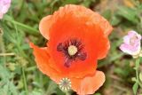 Papaver rhoeas