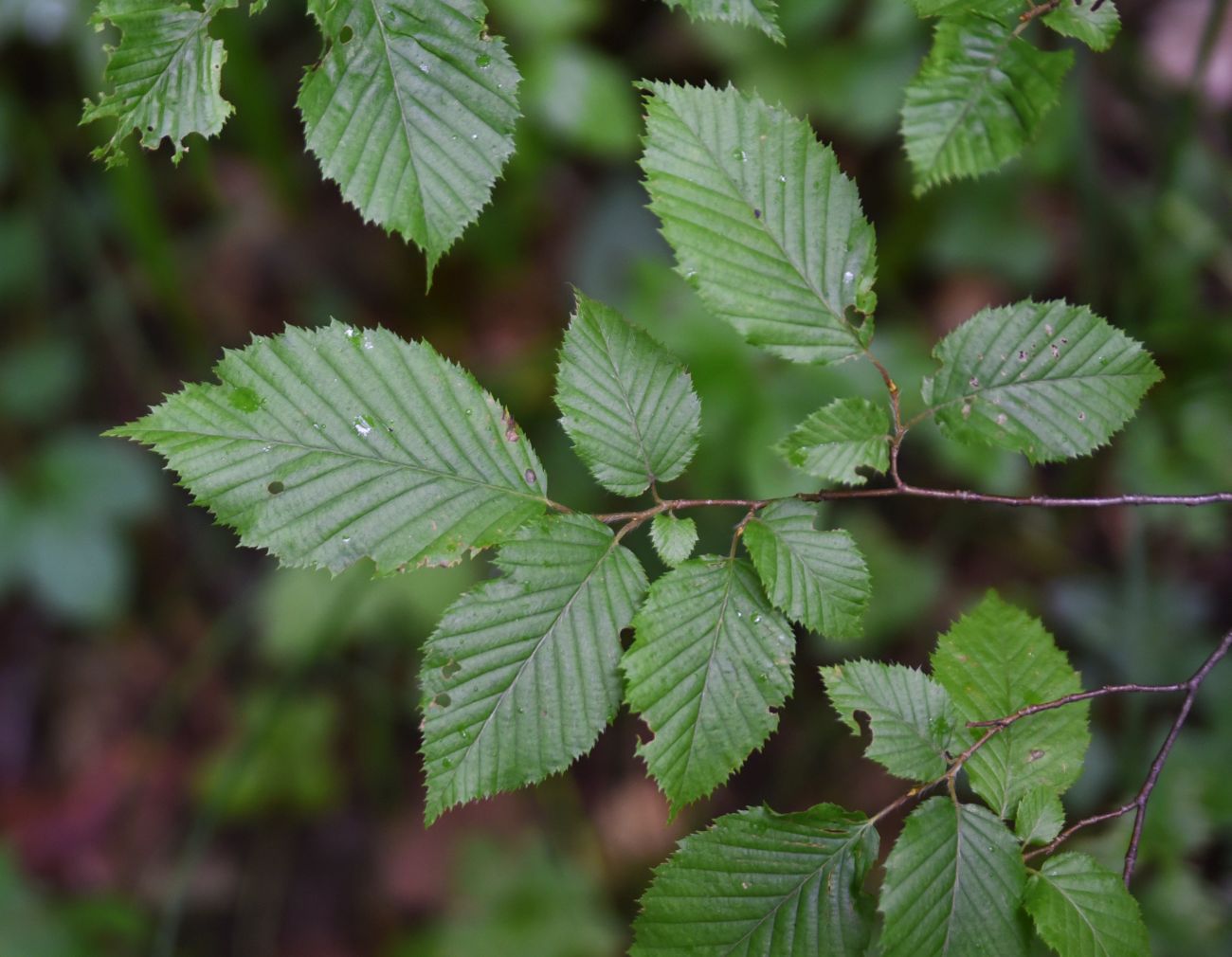 Изображение особи Carpinus betulus.