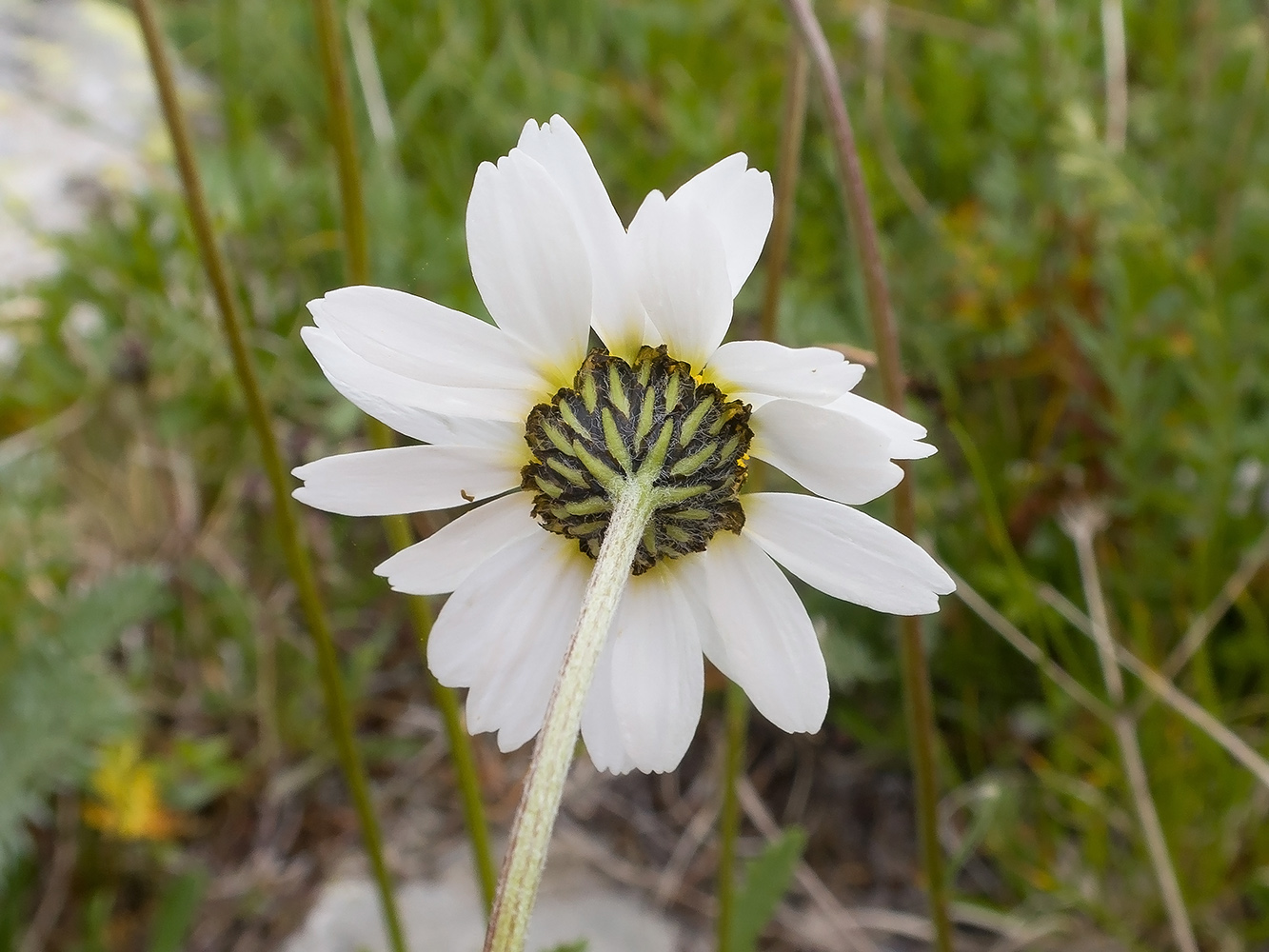 Изображение особи Anthemis saportana.