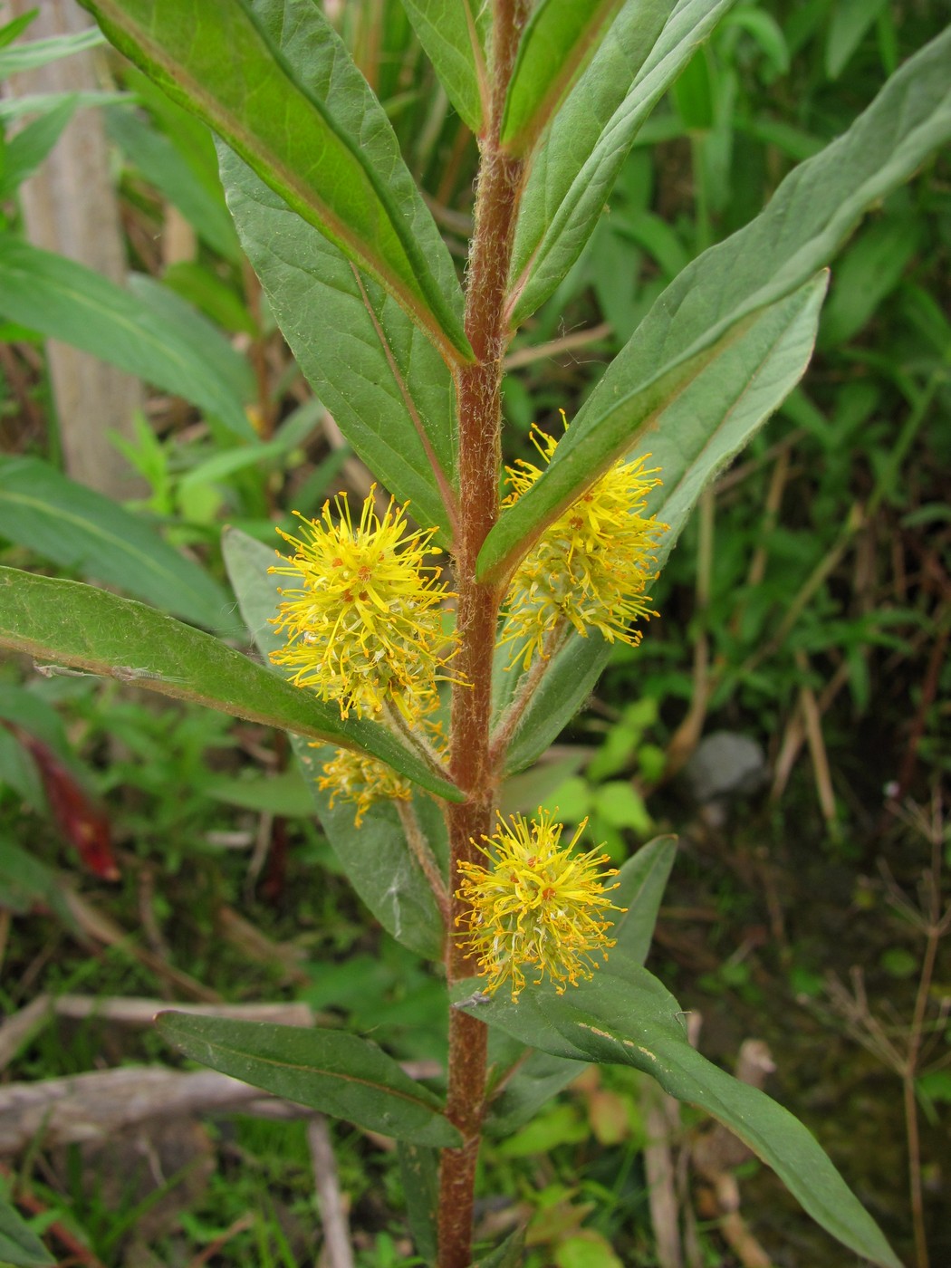 Изображение особи Naumburgia thyrsiflora.