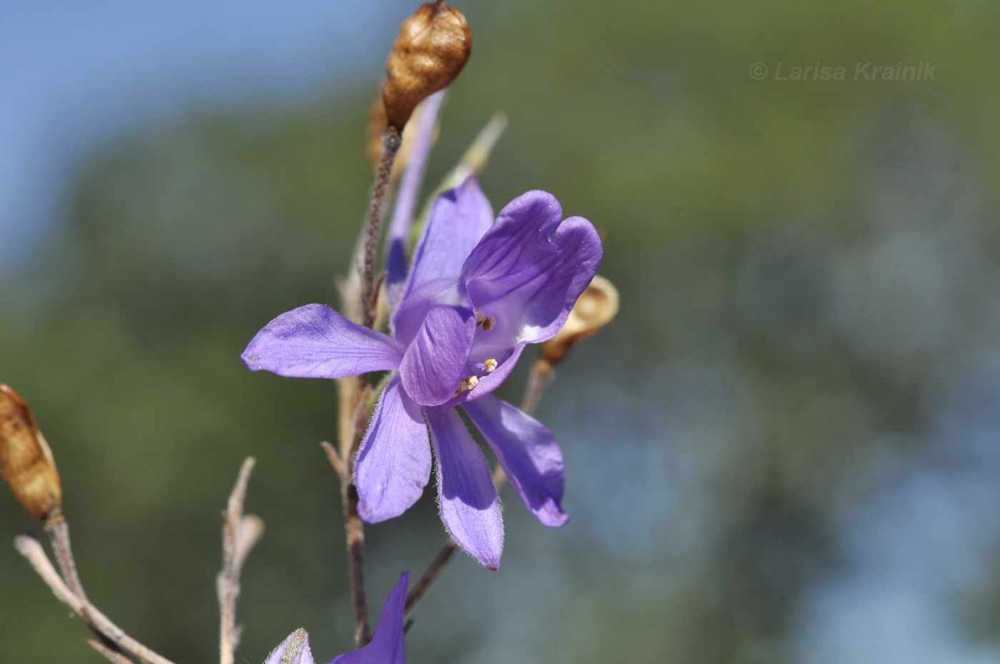 Image of Delphinium paniculatum specimen.