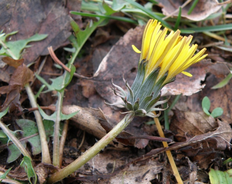 Image of Taraxacum pectinatiforme specimen.