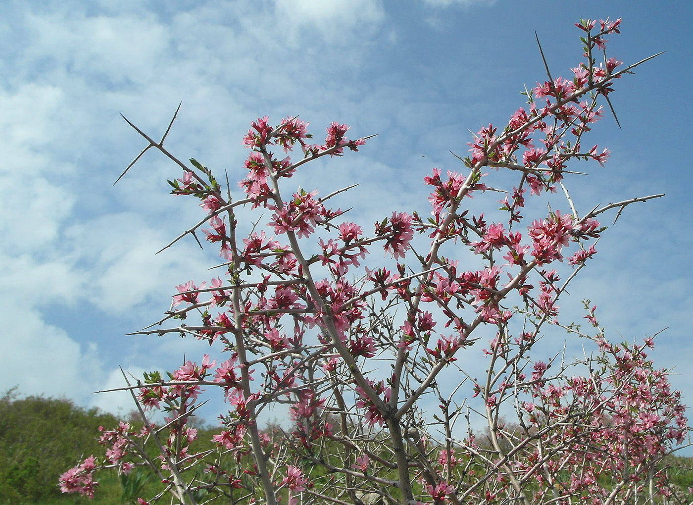 Изображение особи Amygdalus spinosissima.