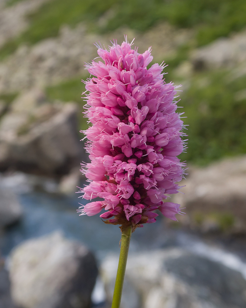 Изображение особи Bistorta carnea.