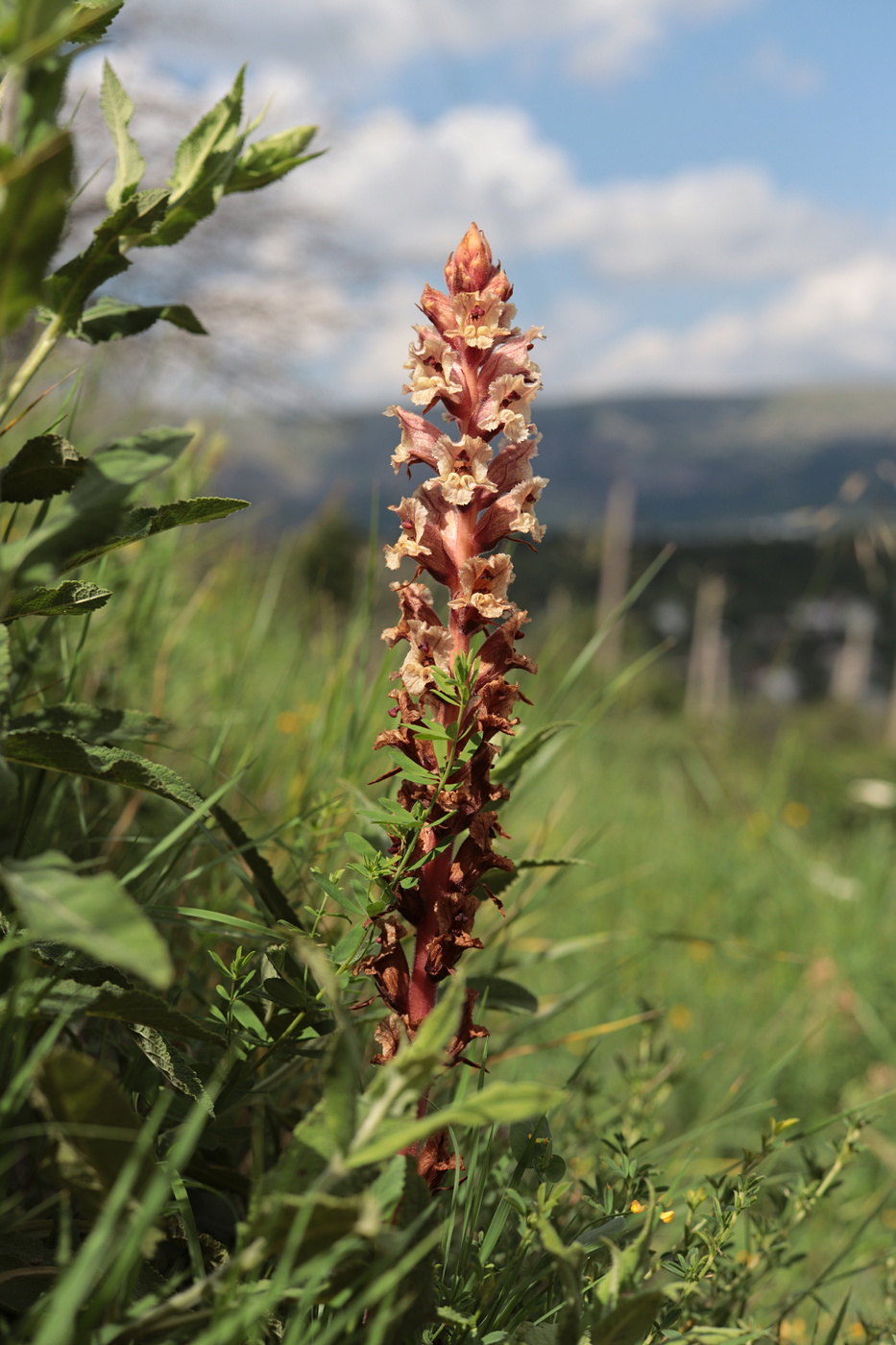 Image of Orobanche alba f. maxima specimen.