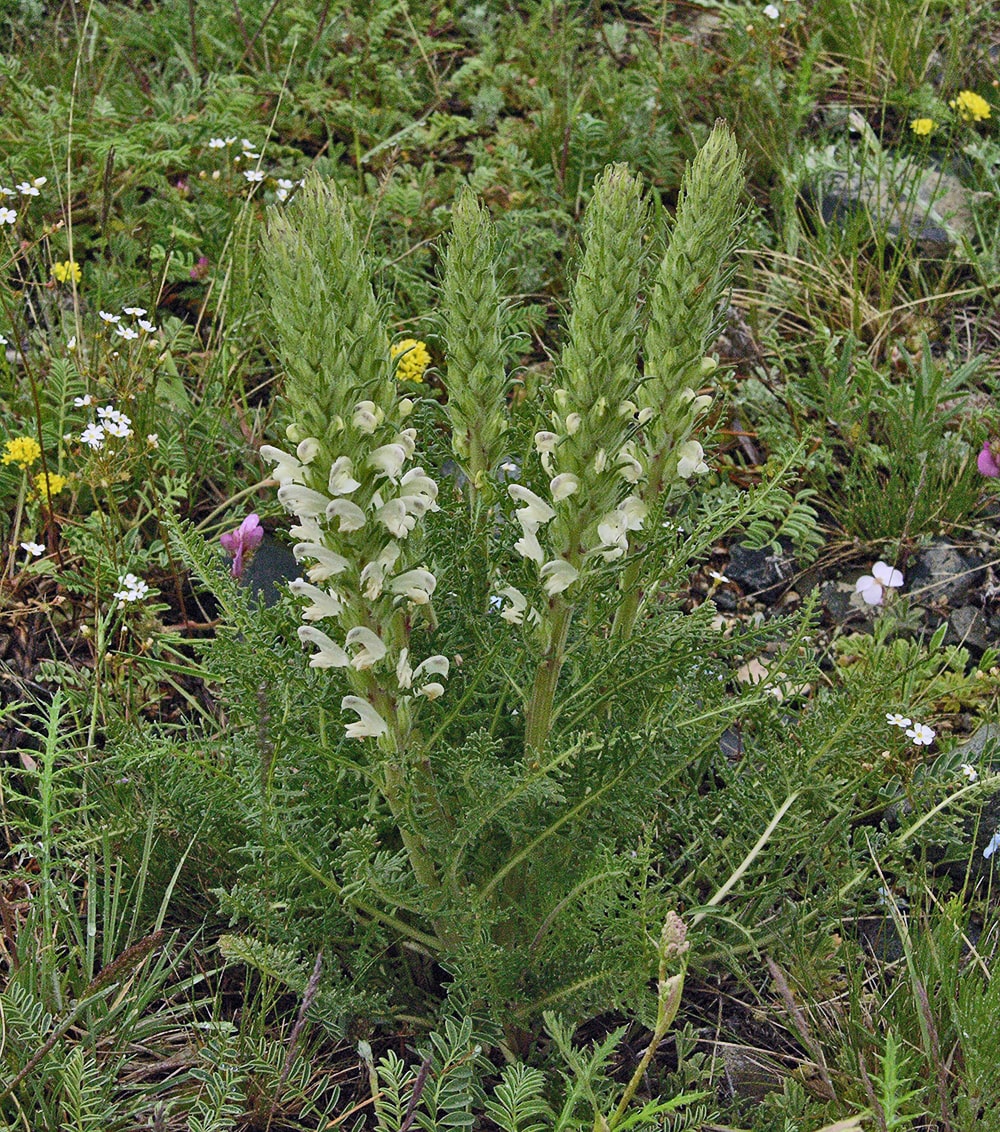 Изображение особи Pedicularis achilleifolia.