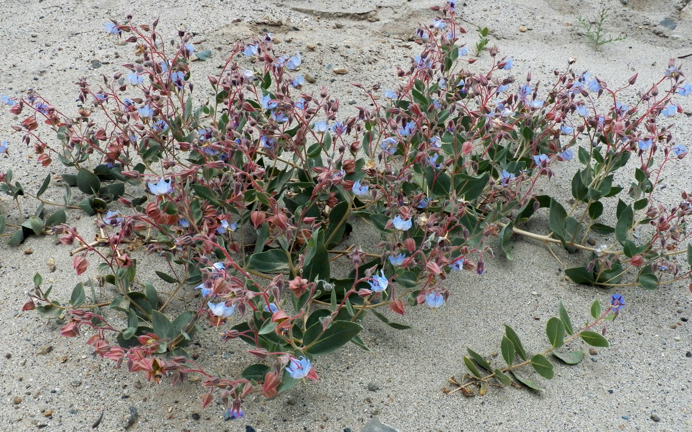 Image of Trichodesma incanum specimen.