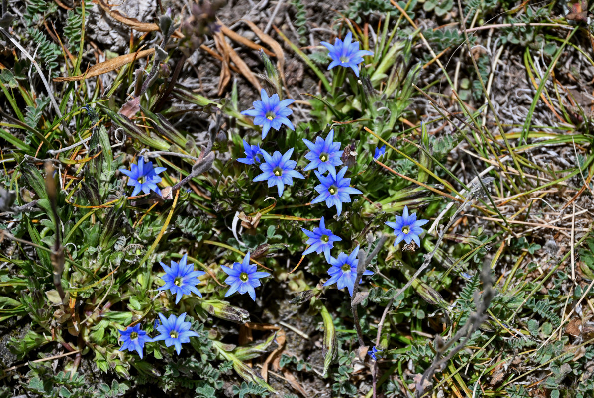 Image of Gentiana karelinii specimen.