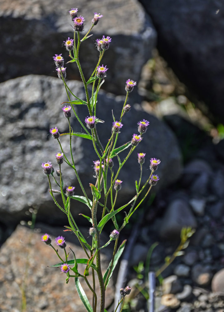 Изображение особи Erigeron acris.