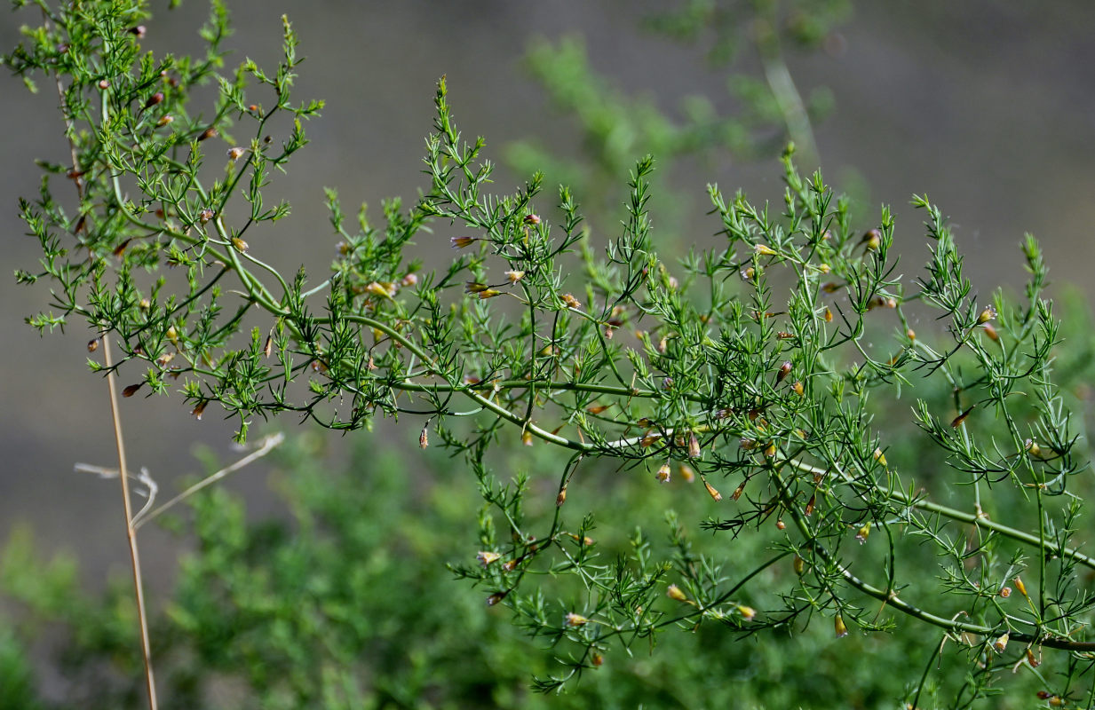 Изображение особи Asparagus pallasii.