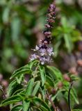 Ocimum basilicum