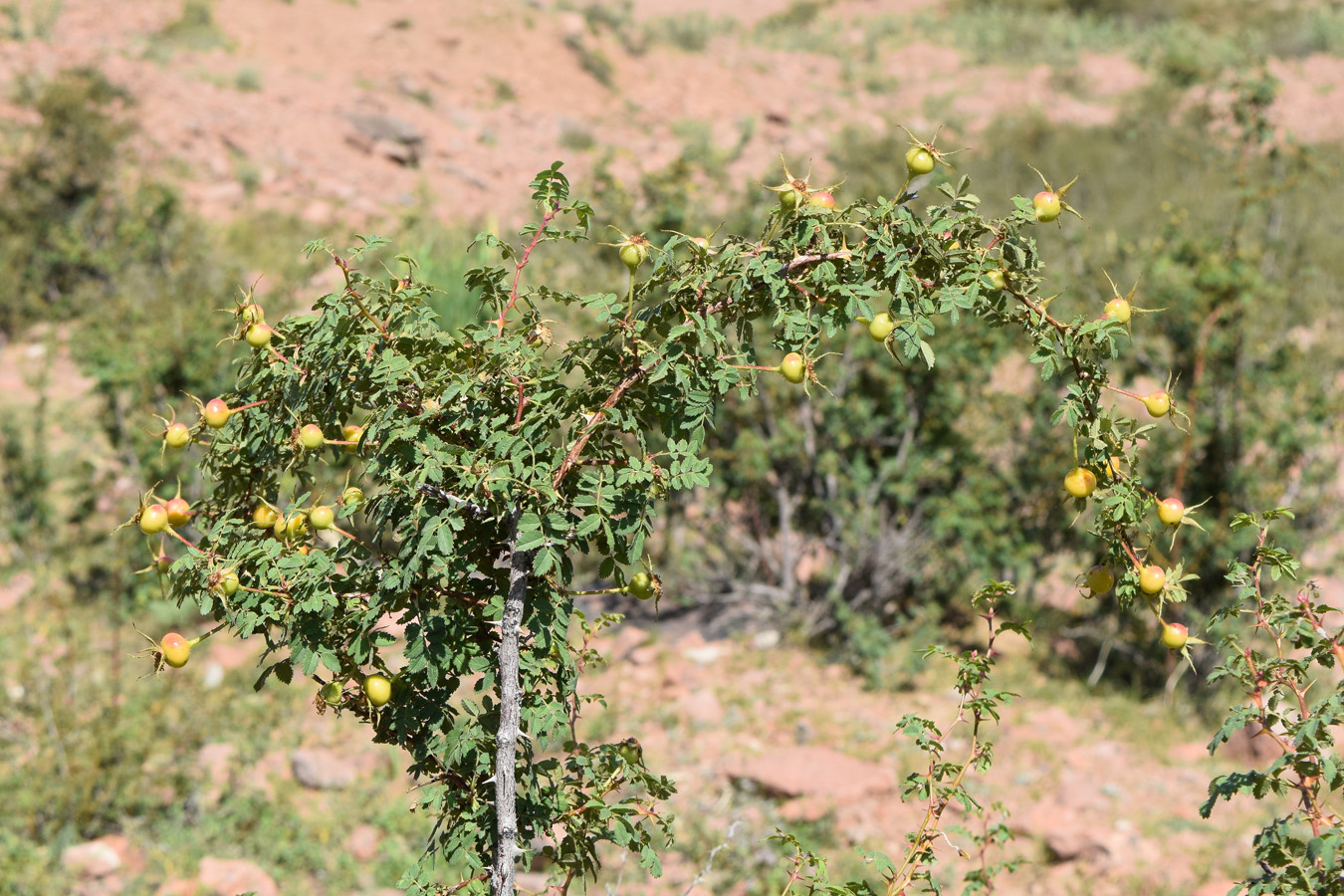 Image of Rosa kokanica specimen.