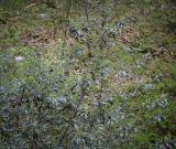 Lauro-cerasus officinalis. Верхушка зацветающего растения. Абхазия, Гудаутский р-н, Рицинский реликтовый национальный парк, долина р. Юпшара, широколиственный лес. 13.04.2024.
