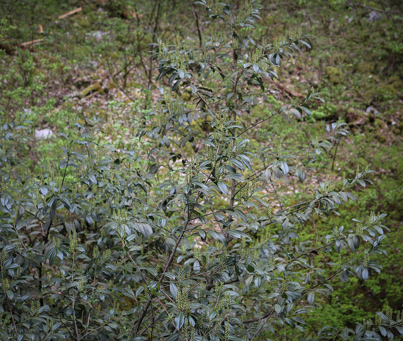 Image of Lauro-cerasus officinalis specimen.