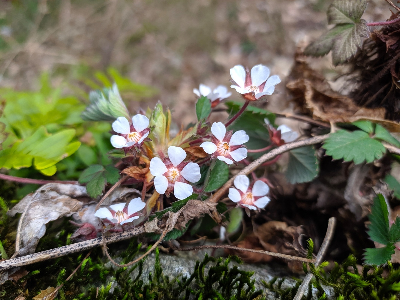 Изображение особи Potentilla micrantha.