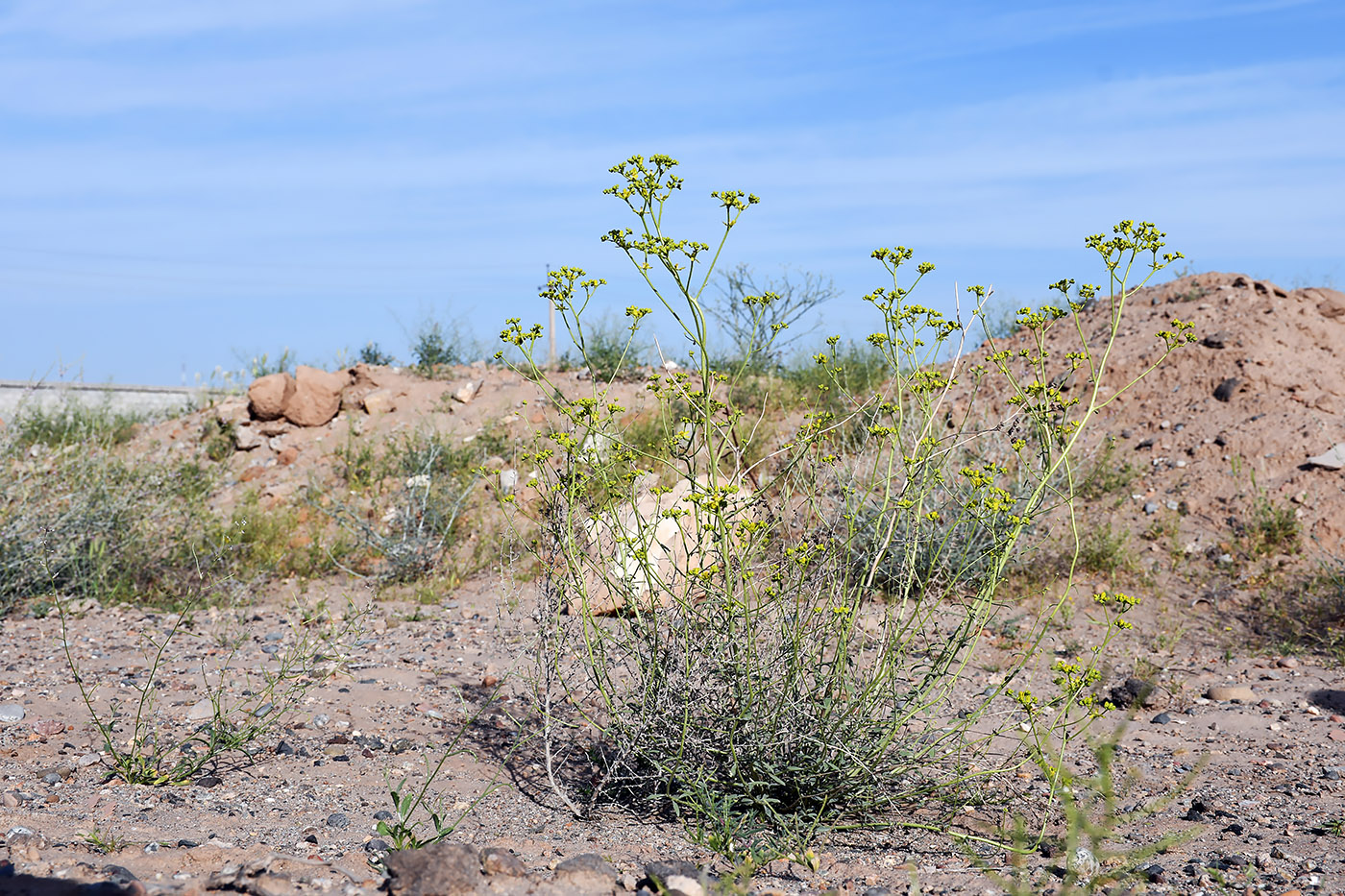 Image of Haplophyllum alberti-regelii specimen.