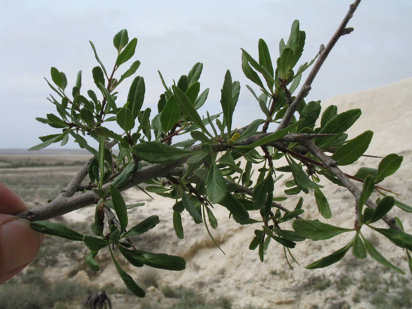 Image of Rhamnus sintenisii specimen.