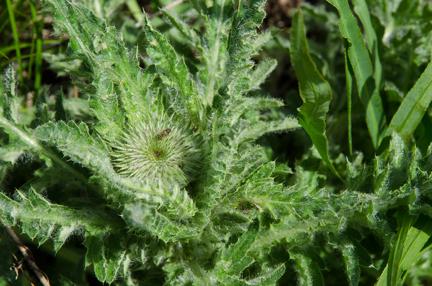 Image of genus Carduus specimen.