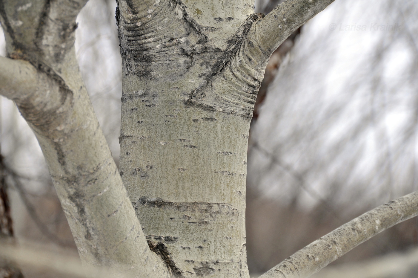 Изображение особи Populus suaveolens.