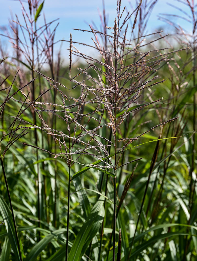 Image of Miscanthus sinensis specimen.