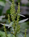 Rumex sylvestris. Часть побега с соцветиями. Костромская обл., г. Кострома, в парке. 29.06.2024.