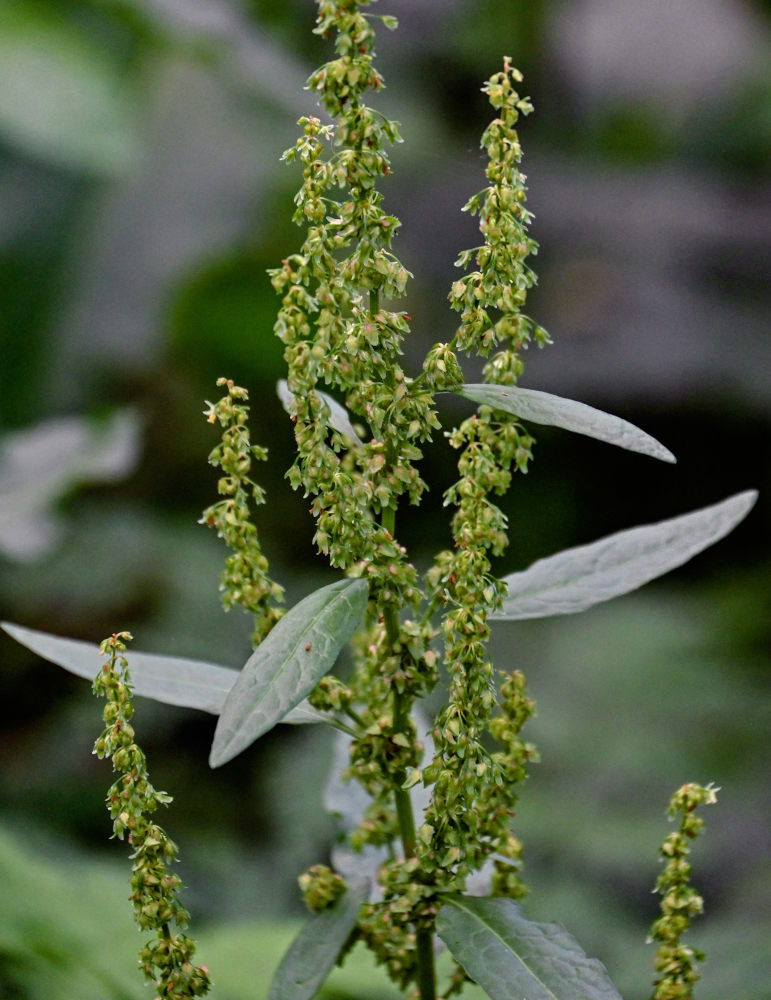 Изображение особи Rumex sylvestris.