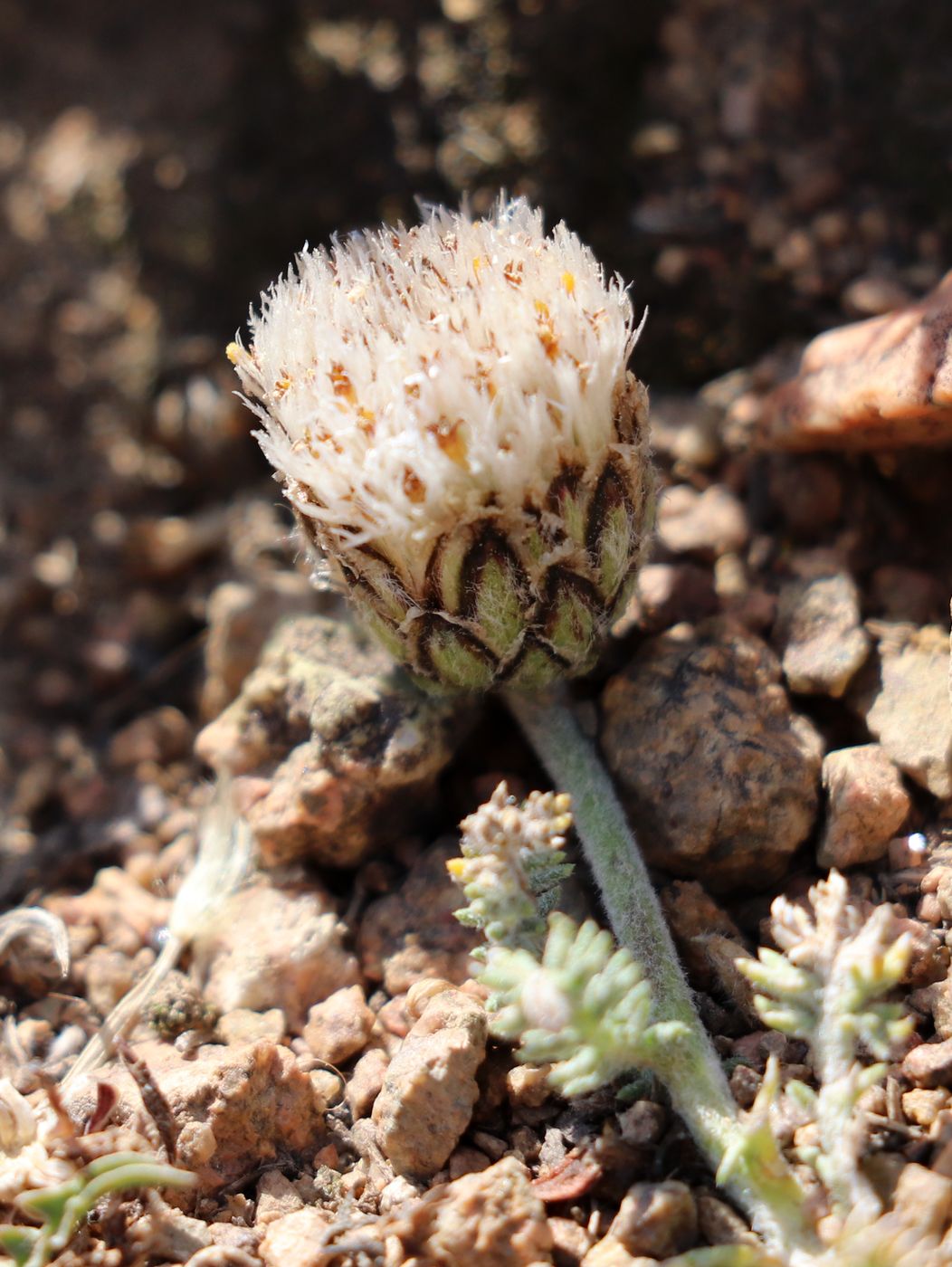 Image of Ugamia angrenica specimen.