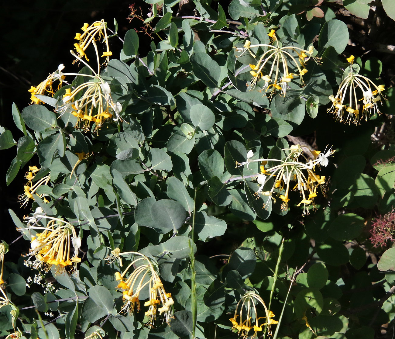 Image of Lonicera etrusca specimen.