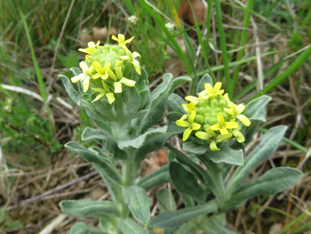 Image of Fibigia clypeata specimen.