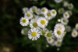 Erigeron annuus подвид lilacinus. Соцветия-корзинки. Санкт-Петербург, Фрунзенский р-н, окр. пересечения Белградской ул. и Альпийского пер., газон между двумя тротуарами. 03.09.2024.