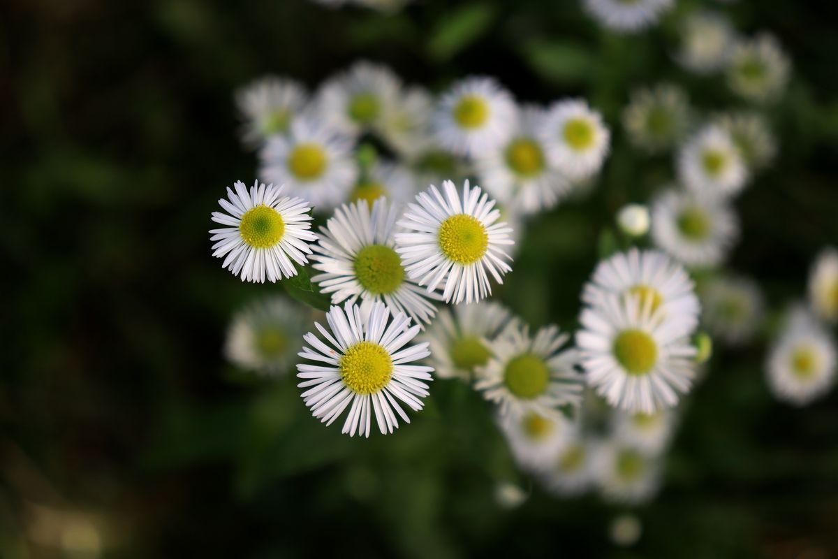 Image of Erigeron annuus ssp. lilacinus specimen.